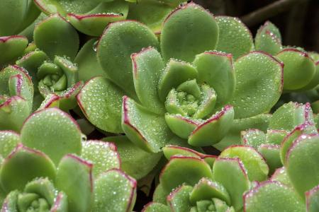 Ó¢¹ú½«¸ü¶àµØÇøÒßÇé·À¿Ø¼¶±ðµ÷ÉýÖÁ×î¸ß¼¶