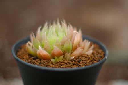 ѧÊõ»ú¹¹£º½ÓÖÖÒßÃçÊÇÀÏÄêÈËÔ¤·ÀÁ÷¸Ð×îÓÐЧÊÖ¶Î