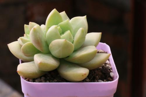 ÉÂÎ÷²ÌÓÀºêµÈ29ÈËÉæºÚ°¸Ò»ÉóÐûÅÐ Ê×·¸±»ÅÐÐÌ25Äê