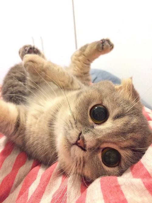 Íâ½»²¿£º¹ú¼ÊÉç»áÓ¦¹²Í¬·´¶Ô