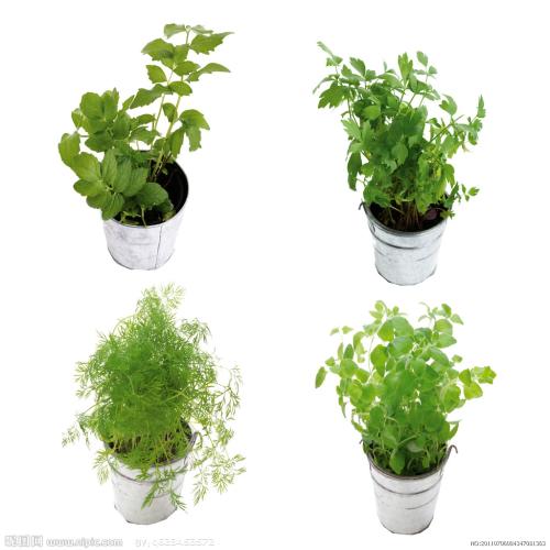 °×¶íÂÞ˹¿ªÊ¼´ó¹æÄ£½ÓÖÖ¶íÖÆ¡°ÎÀÐÇV¡±Ð¹ÚÒßÃç