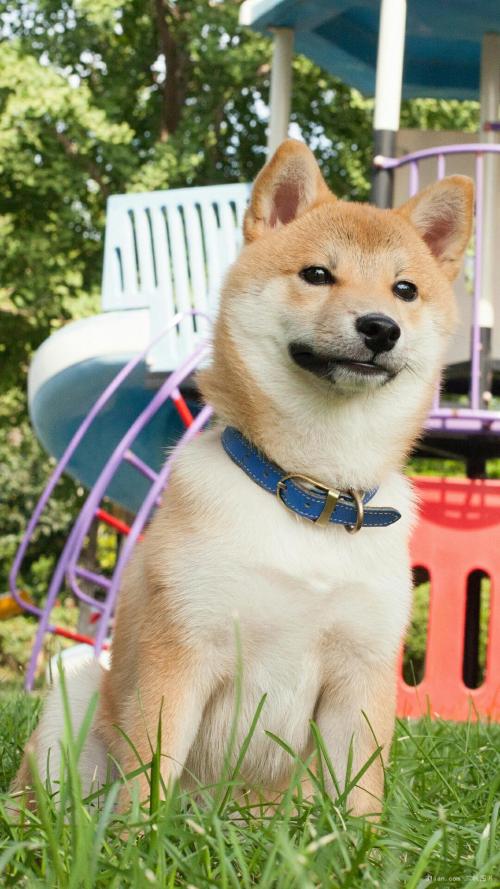 վƻش羳Ĳ 永ʽ4.4